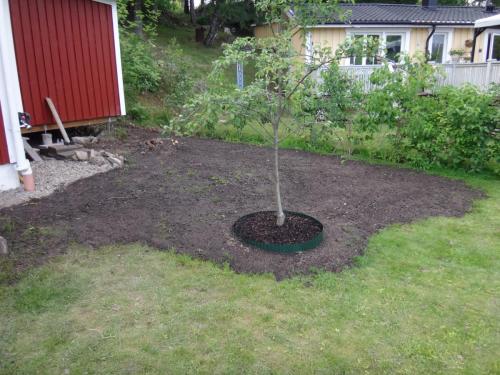 Päronträdet Klara