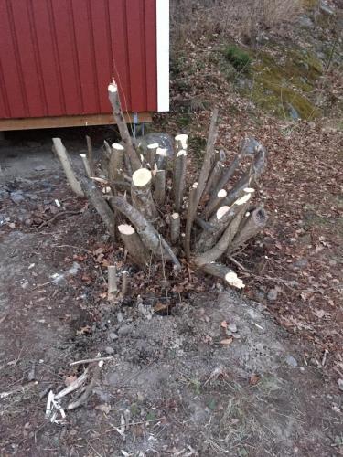 Borttagning av Hassel