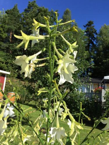 Blomstertobak