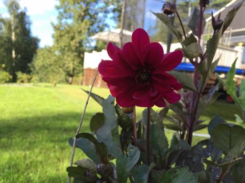 Sommardahlia