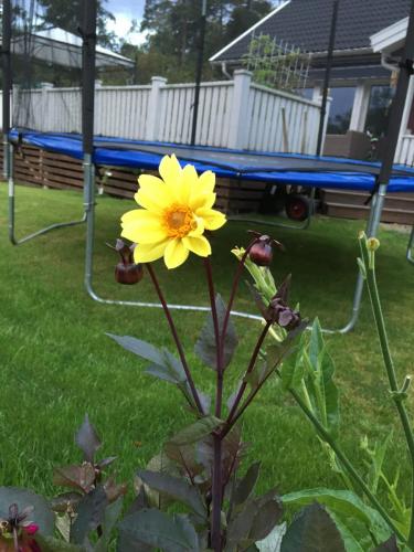 Sommardahlia